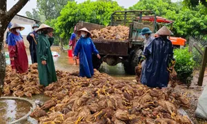 Lâm nợ sau lũ