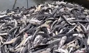 Lũ ống làm chết 45 tấn cá tầm ở Măng Đen